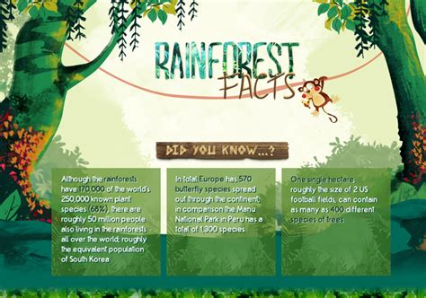 rainforest online